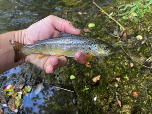 Brown Trout