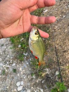 Roach