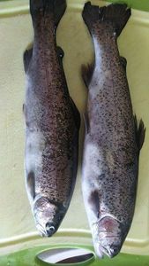 Rainbow Trout