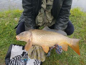 Leather Carp