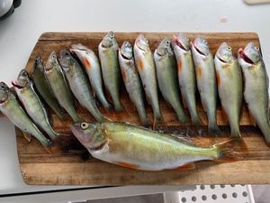 European Perch