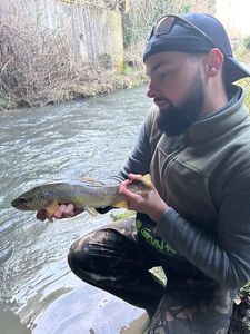 Brown Trout