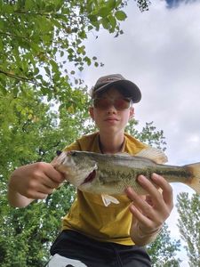 Largemouth Bass