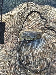Common Cuttlefish