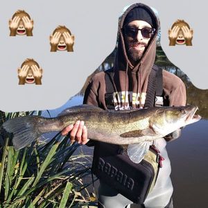 Zander