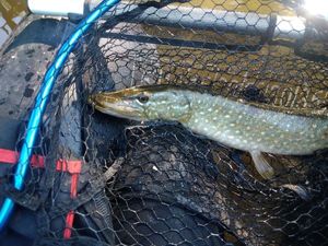 Northern Pike caught by Gilles Aubert