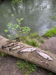 Brook Trout
