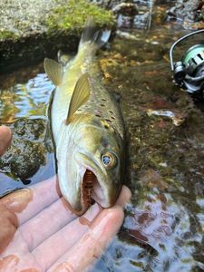 Brown Trout