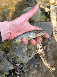 Brown Trout