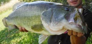 Largemouth Bass