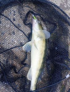 Zander
