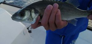 European Bass (Seabass)