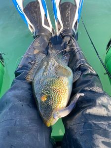 Ballan Wrasse