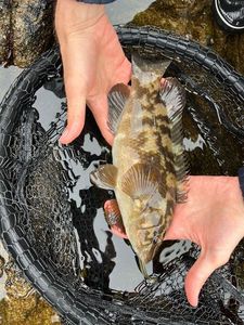 Ballan Wrasse