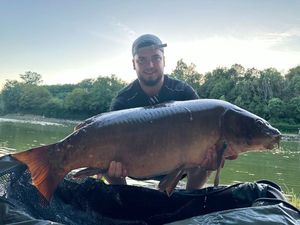 Common Carp