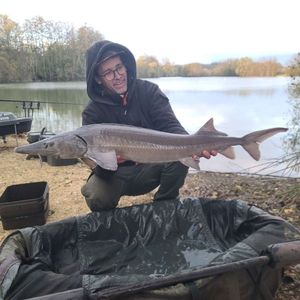 Sturgeon