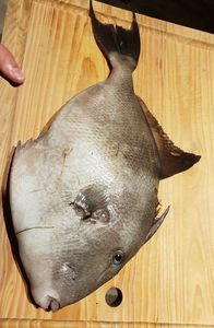 Triggerfish