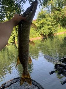 Northern Pike
