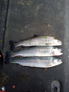 Rainbow Trout