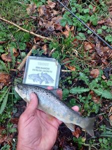 Brown Trout