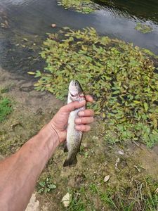 Rainbow Trout