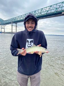 Shorthead Redhorse