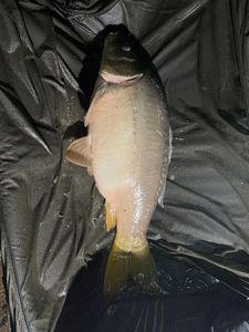 Mirror Carp