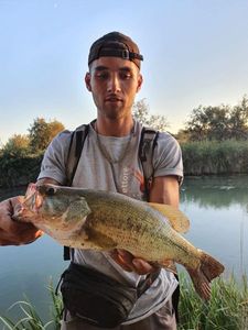 Largemouth Bass