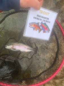Rainbow Trout