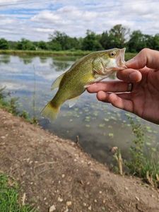 Smallmouth Bass