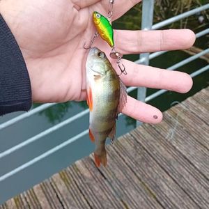 European Perch