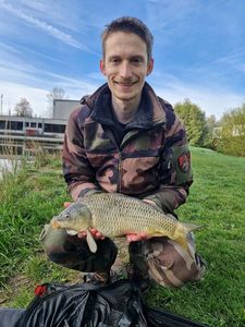 Common Carp