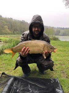 Common Carp
