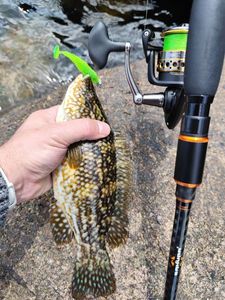 Ballan Wrasse