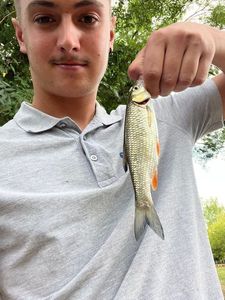 Chub
