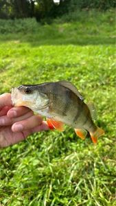 European Perch