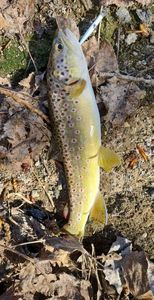 Brown Trout