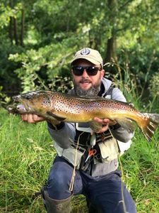 Brown Trout