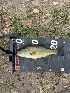 Smallmouth Bass