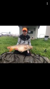 Mirror Carp