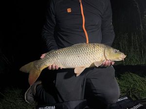 Common Carp