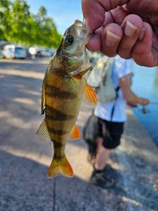 European Perch
