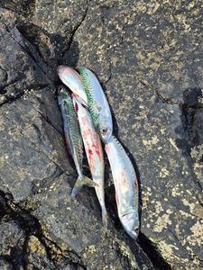 Mackerel