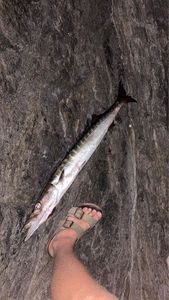 Baracuda
