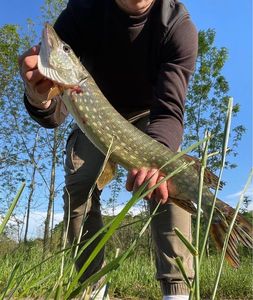 Northern Pike