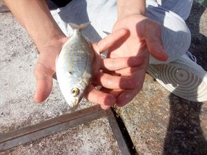 Salema