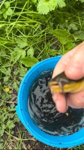 Black Bullhead