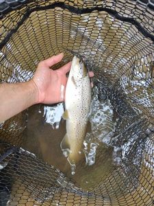 Brown Trout