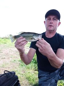 Largemouth Bass
