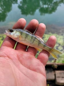 European Perch